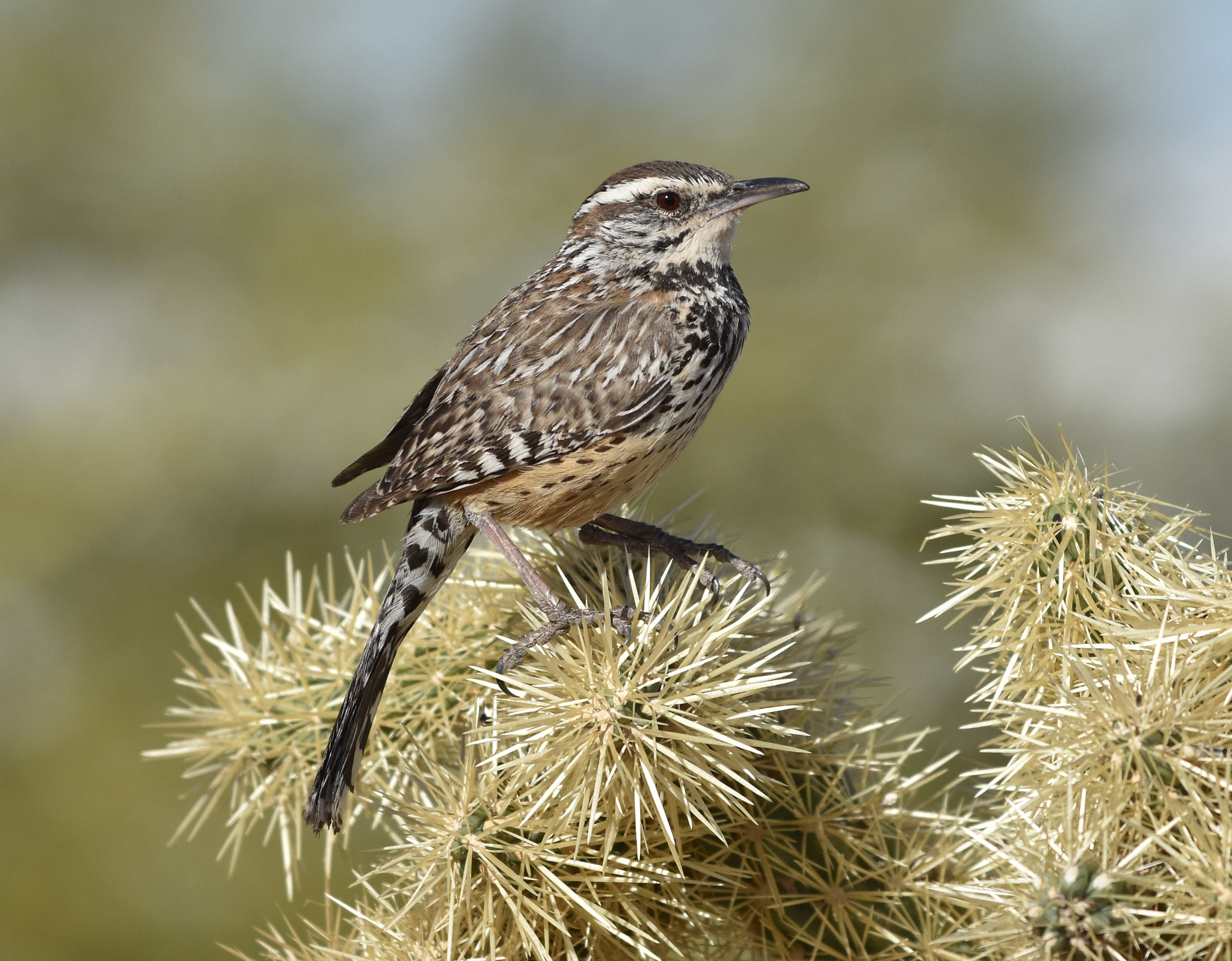 Nikon AF-S Nikkor 70-200mm F4G ED VR sample photo. Wren on a cholla photography