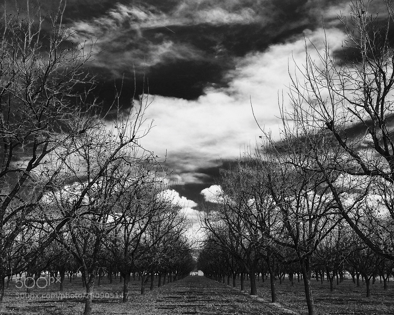 Apple iPhone 5s sample photo. Orchard photography