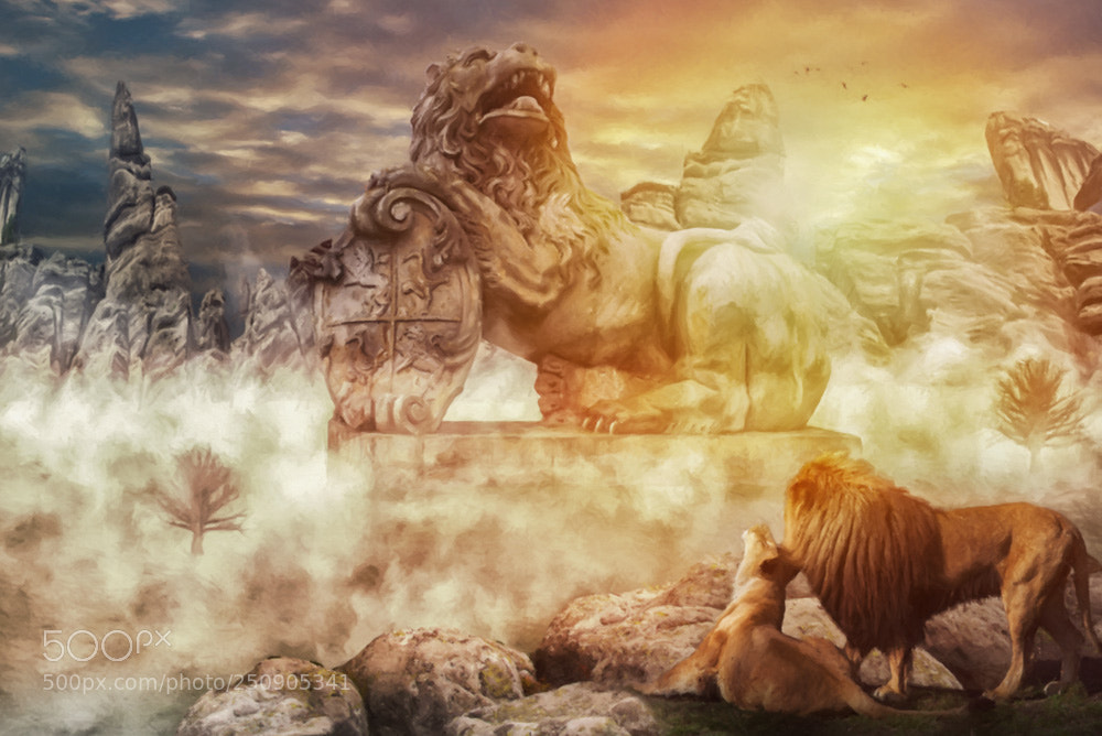 Nikon D610 sample photo. The lion king photography