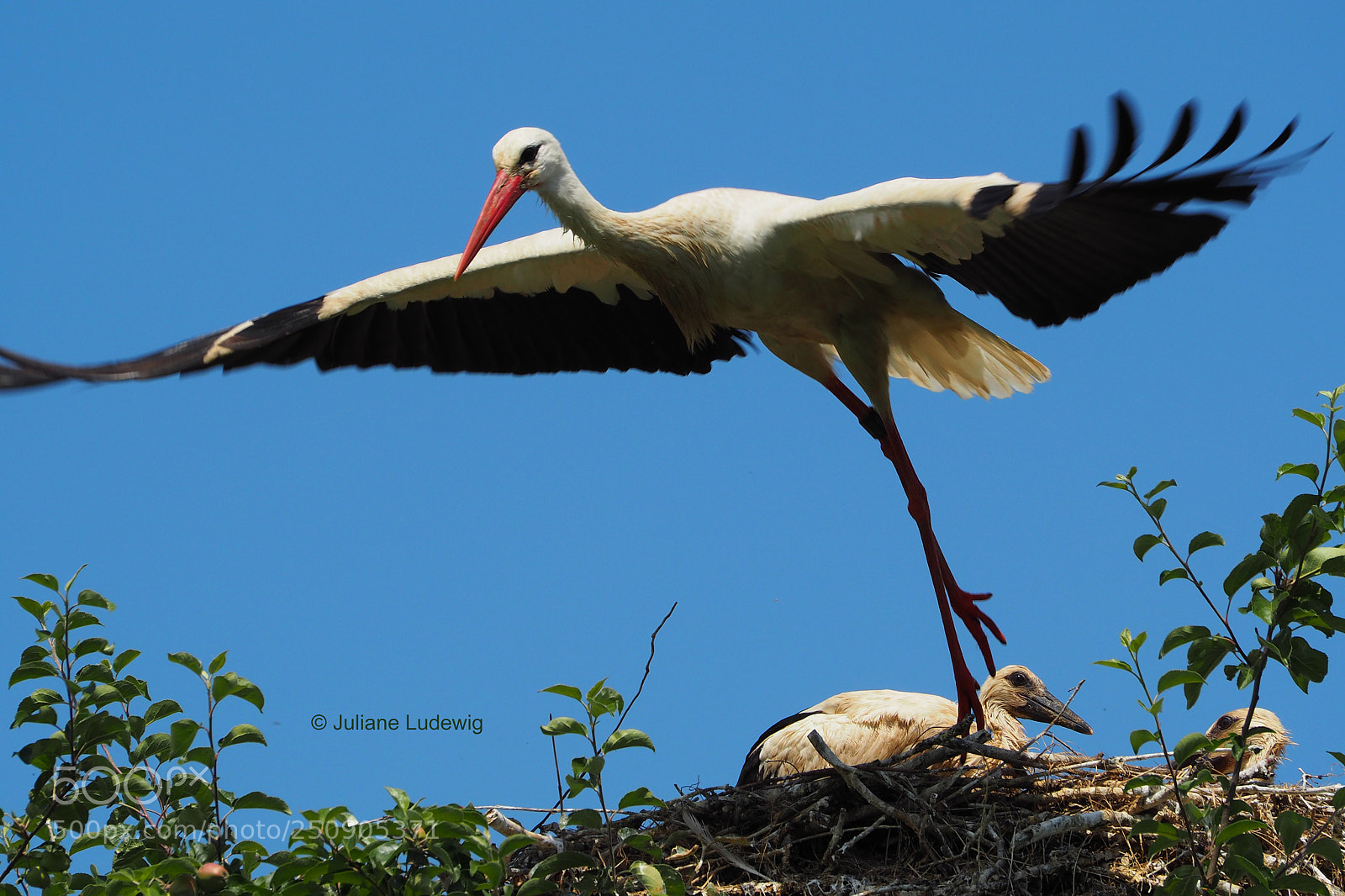 Olympus OM-D E-M10 II sample photo. Storch im abflug photography