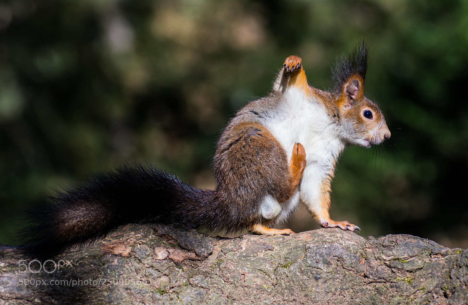 Nikon D7100 sample photo. Squirrel photography