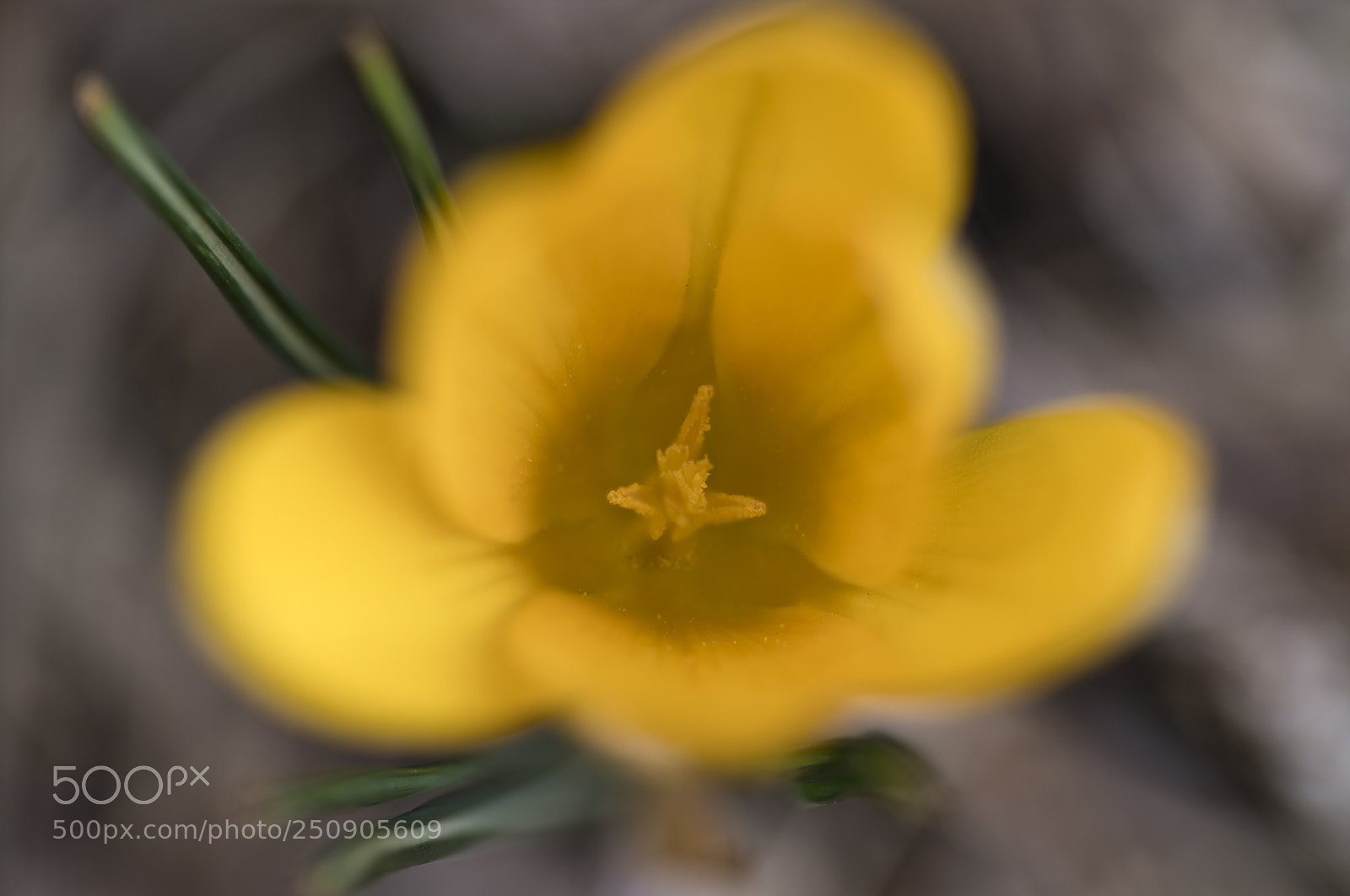 Pentax K-1 sample photo. Inside a crocus photography