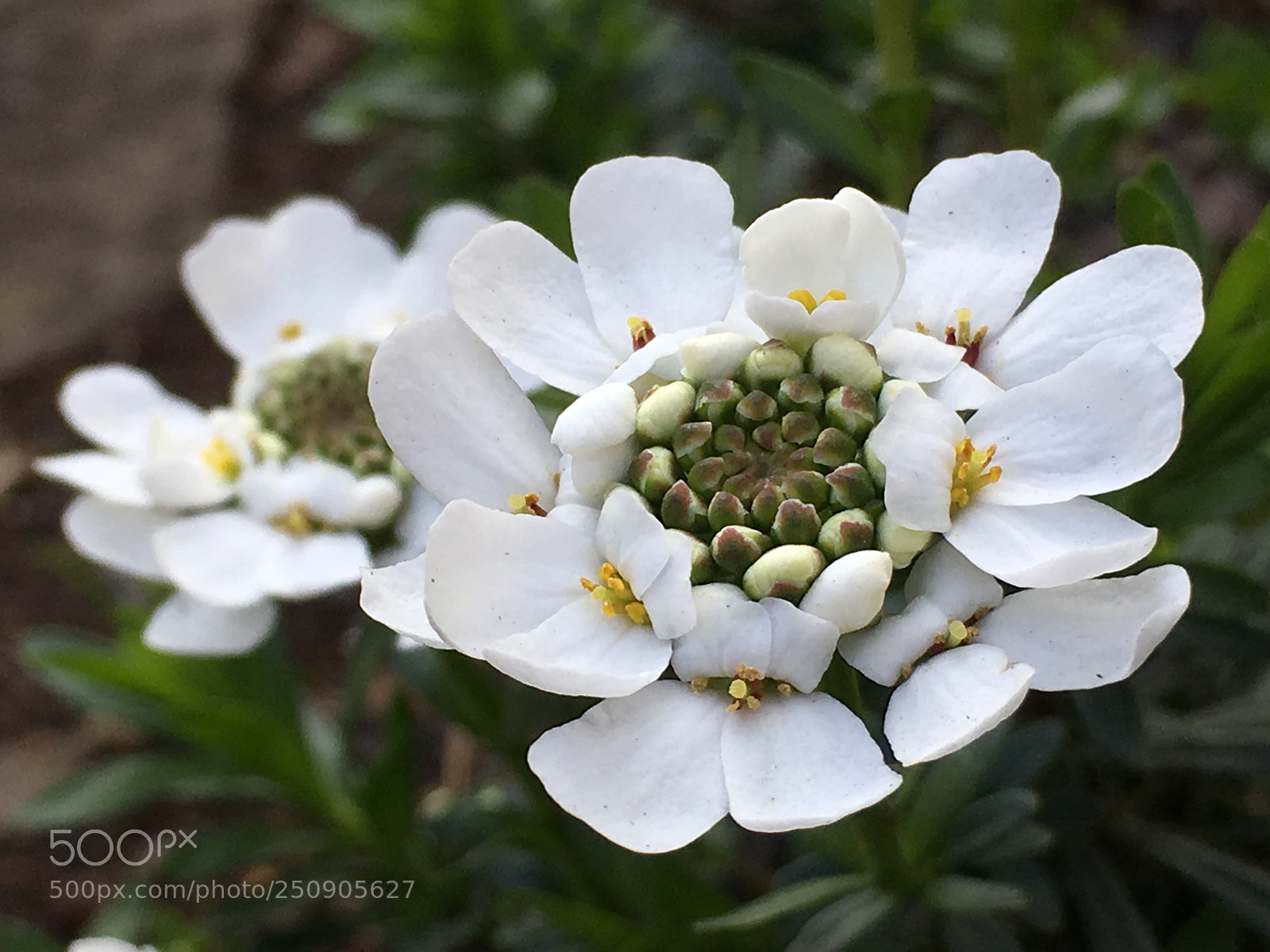 Apple iPhone 6s Plus sample photo. Spring2018 flowers photography