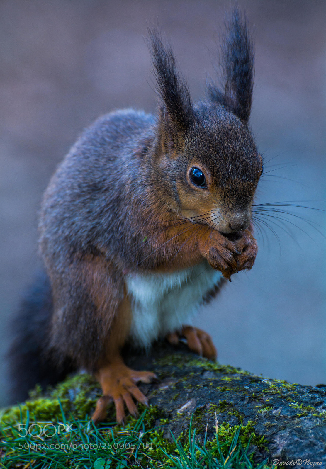 Nikon D7100 sample photo. Red ssquirrel photography