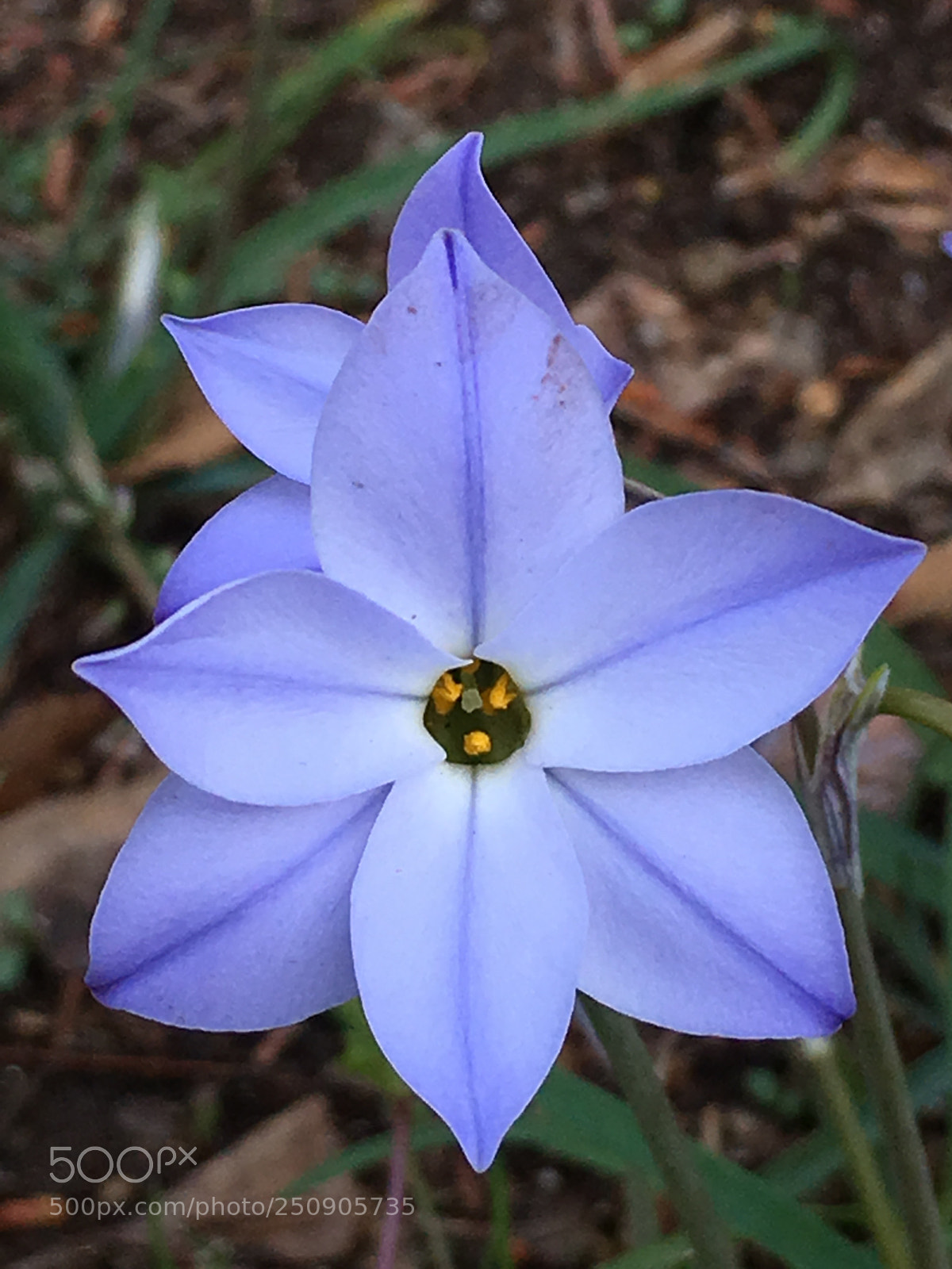 Apple iPhone 6s Plus sample photo. Spring2018 flowers photography
