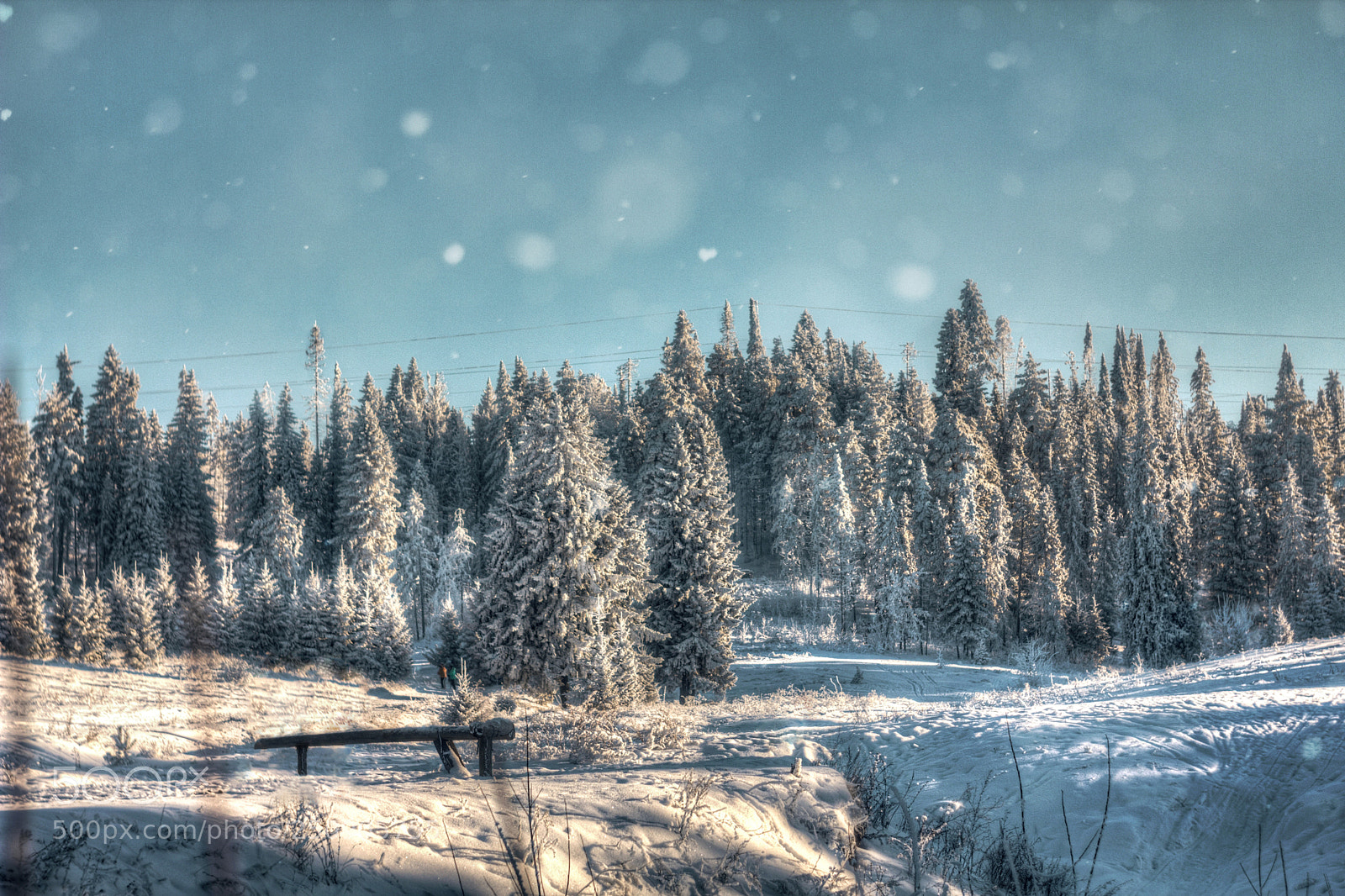 Canon EOS 60D sample photo. Snow-covered forest photography