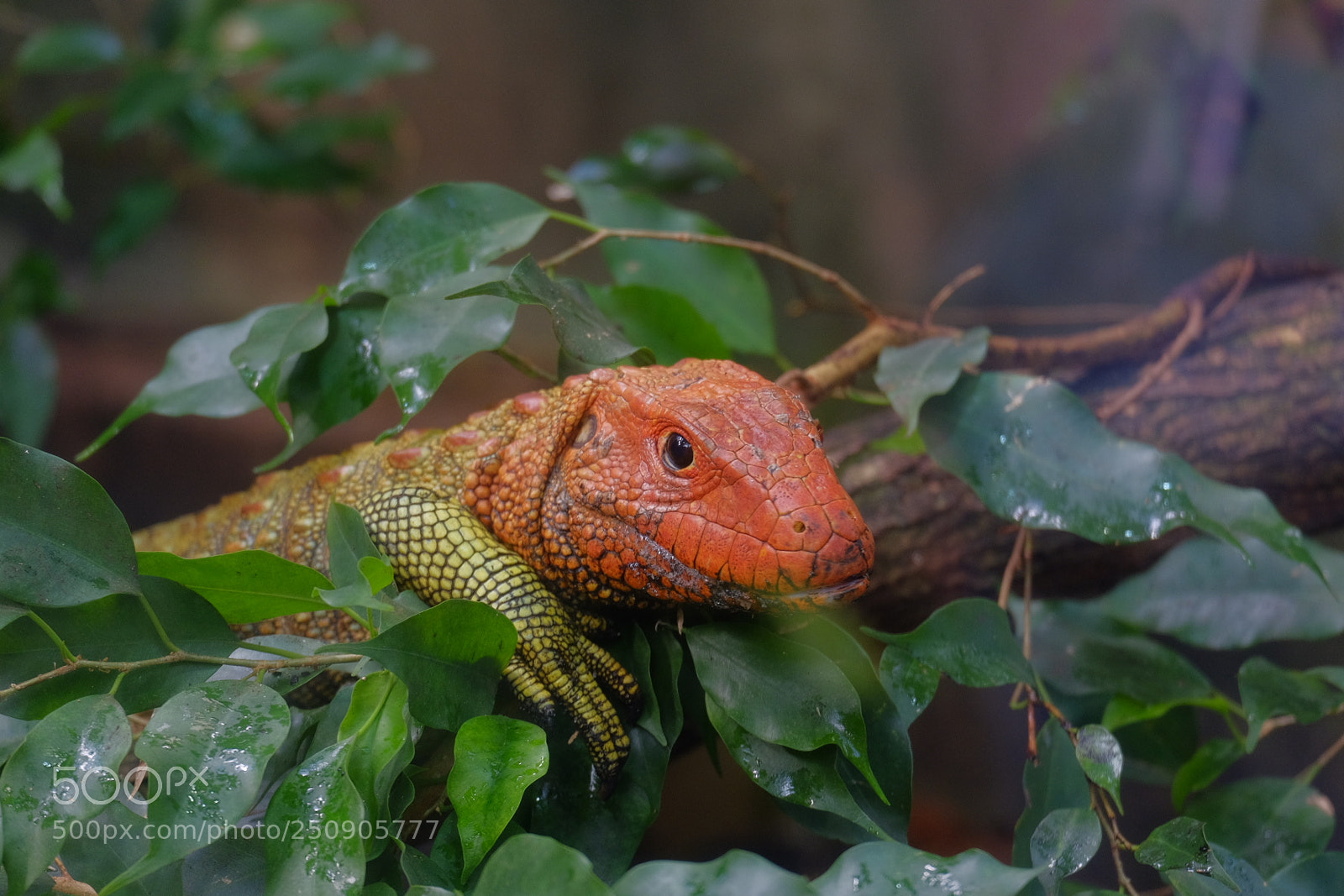 Fujifilm X-T10 sample photo. Krokodilteju photography