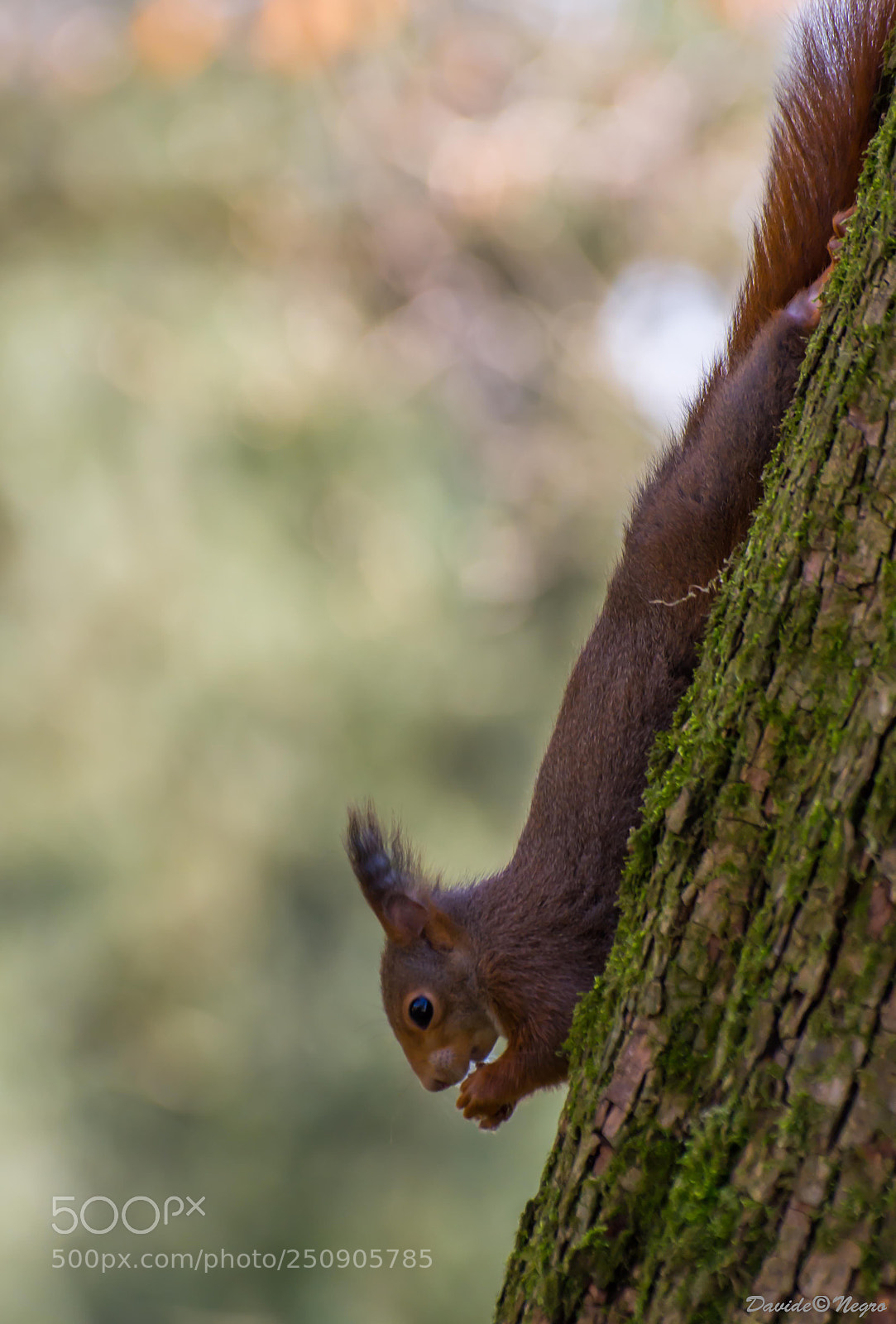 Nikon D7100 sample photo. Red squirrel photography