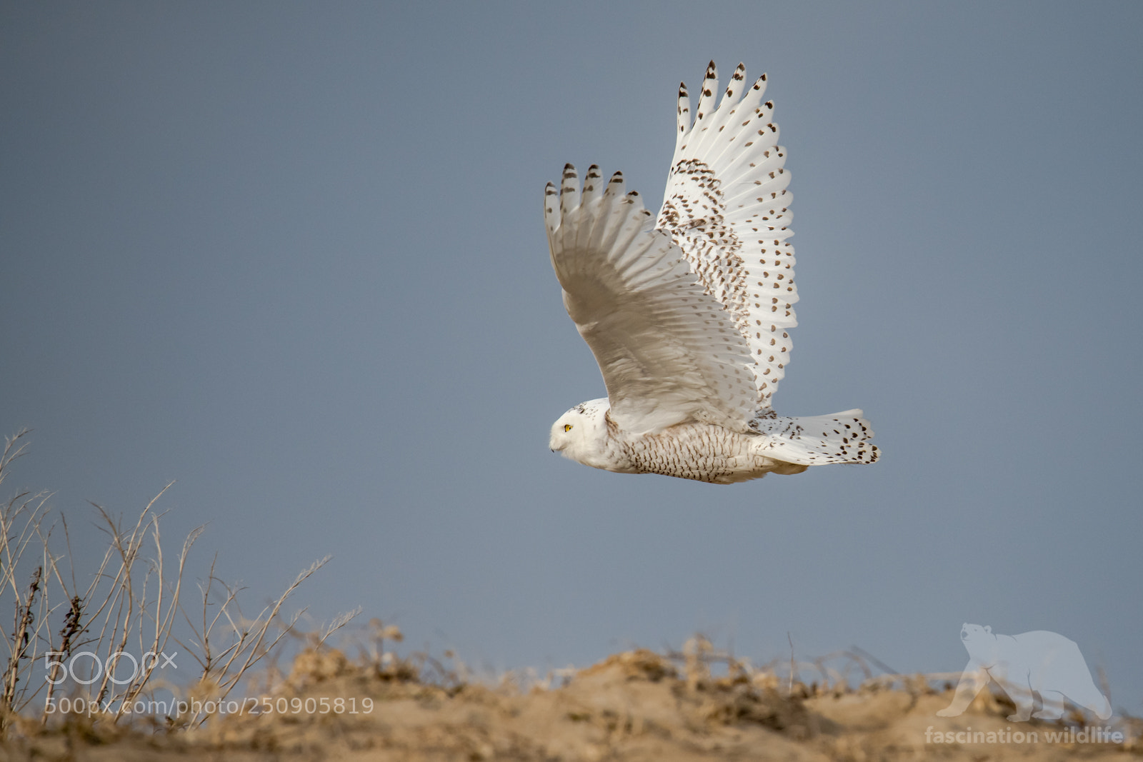 Nikon D850 sample photo. Snowy owl photography