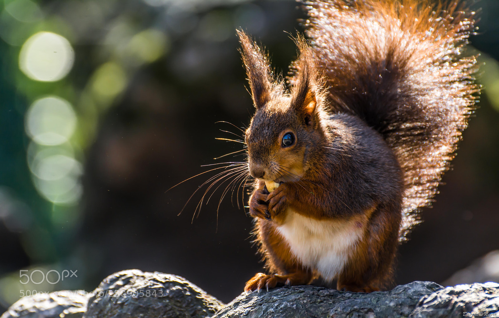 Nikon D7100 sample photo. Red squirrel photography