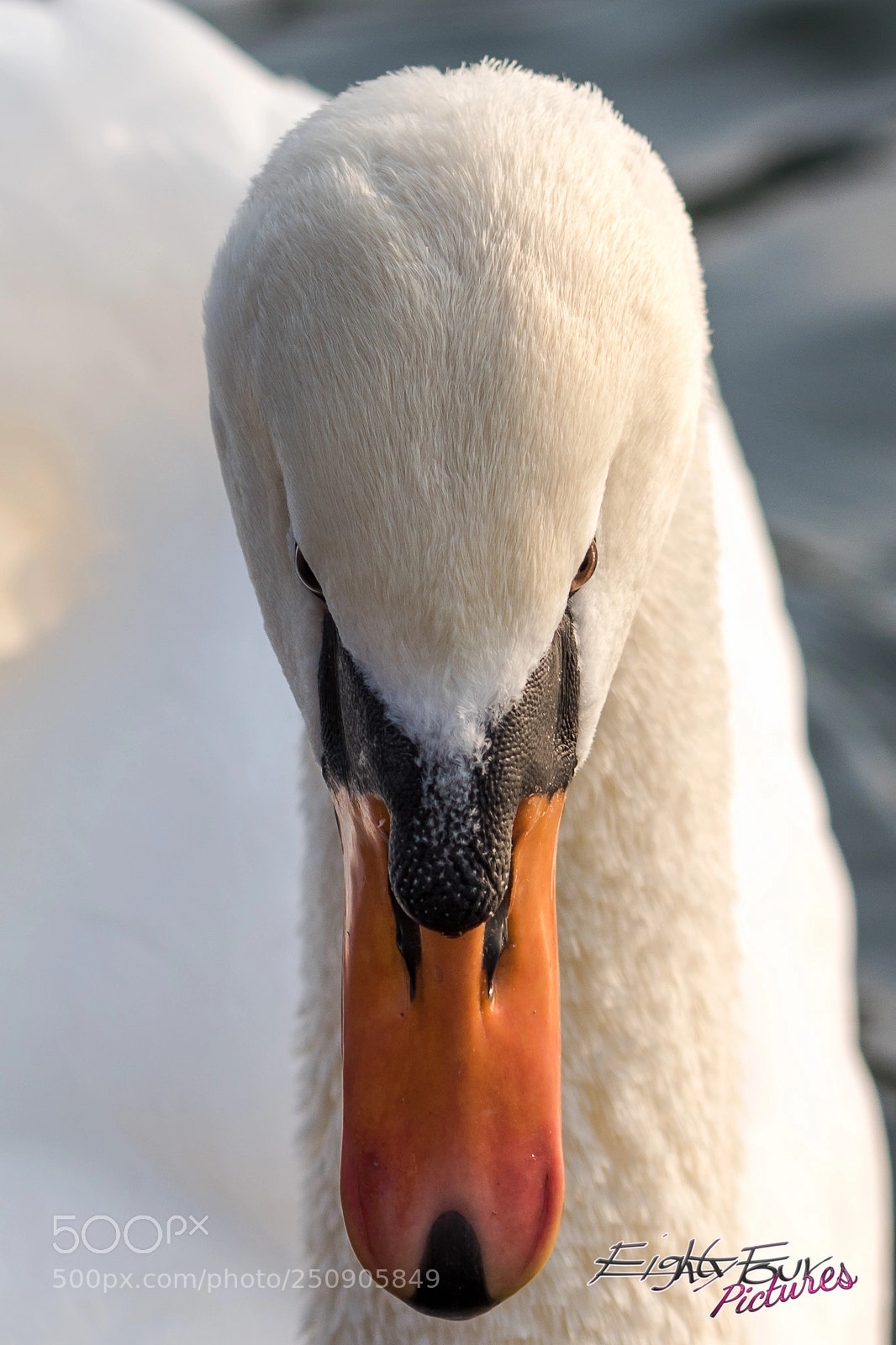 Sony ILCA-77M2 sample photo. In the eye of photography