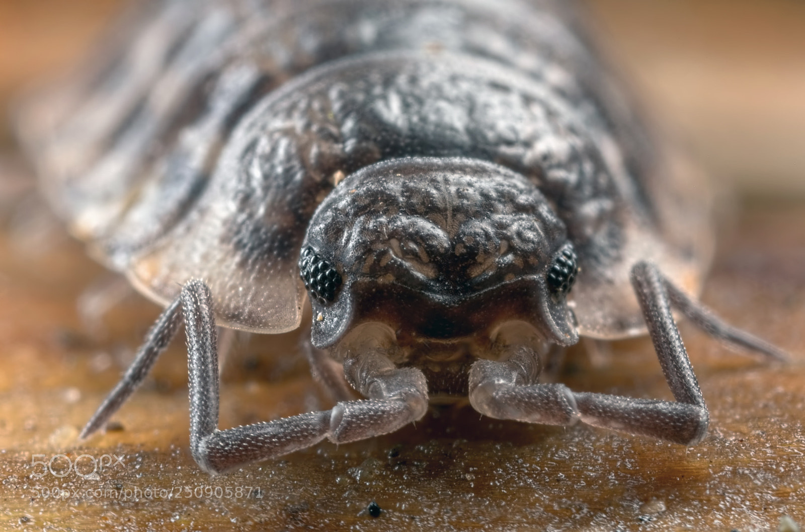 Canon EOS 5D Mark IV sample photo. Woodlouse photography