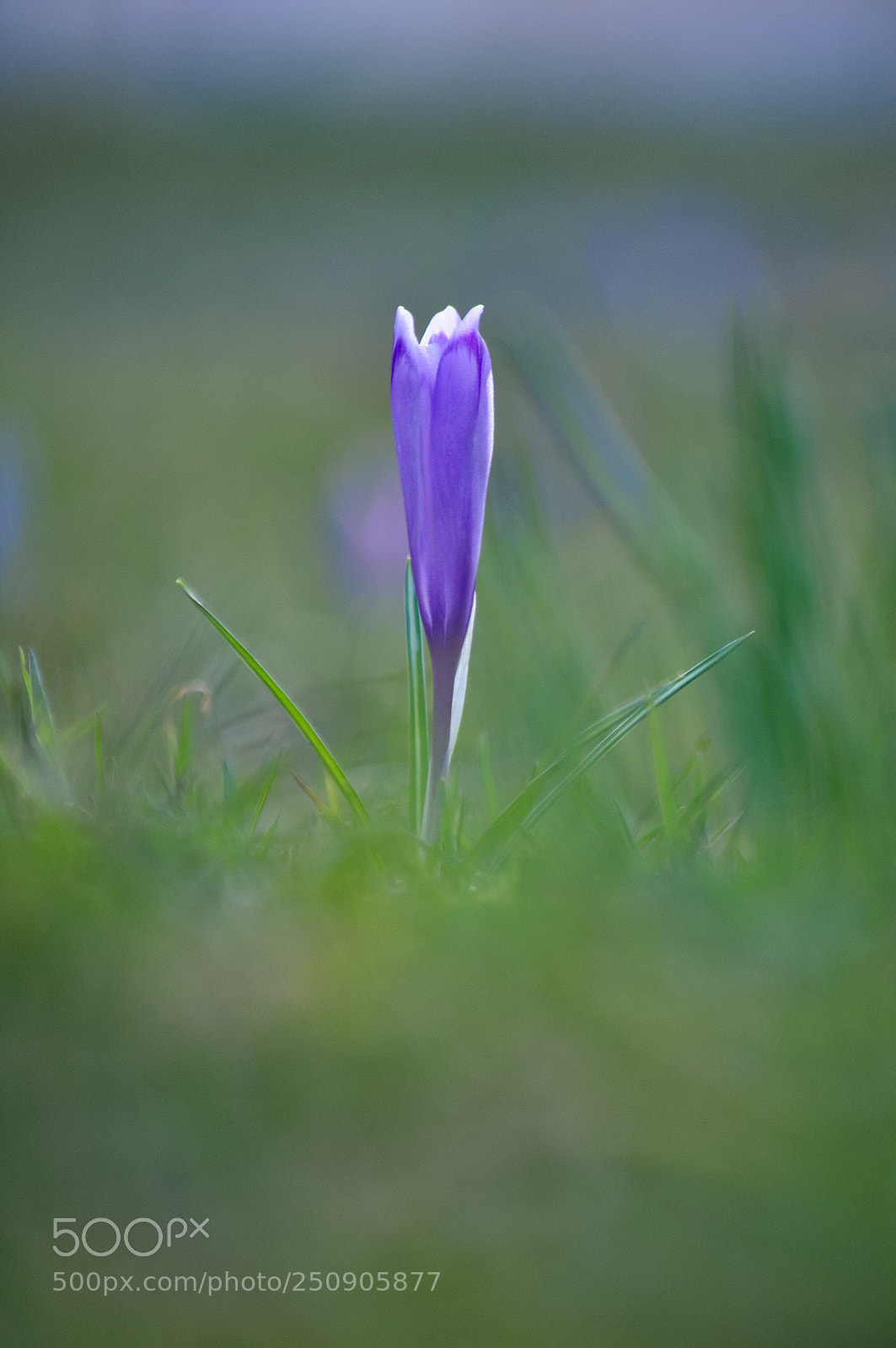 Nikon D90 sample photo. Hazy shade of spring photography