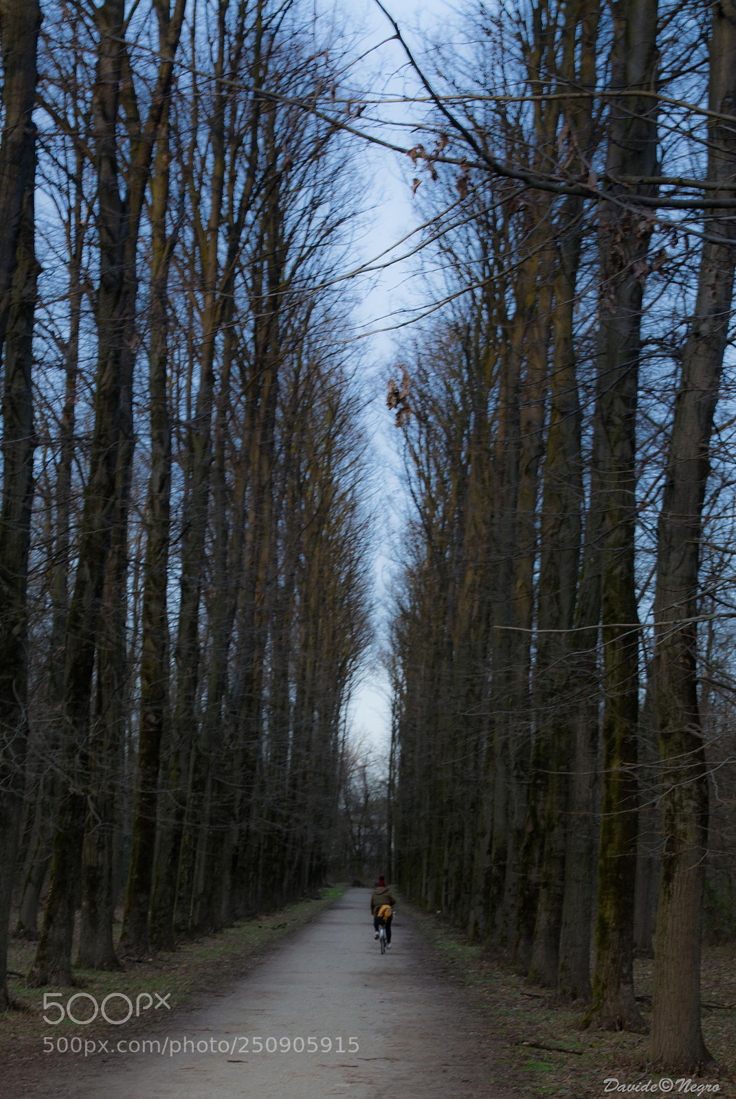 Nikon D7100 sample photo. Viale e bici photography