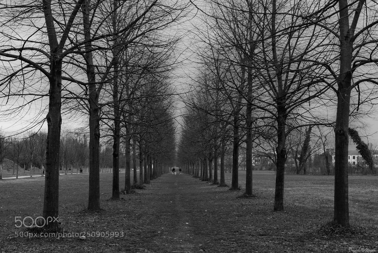 Nikon D7100 sample photo. Viale bn photography