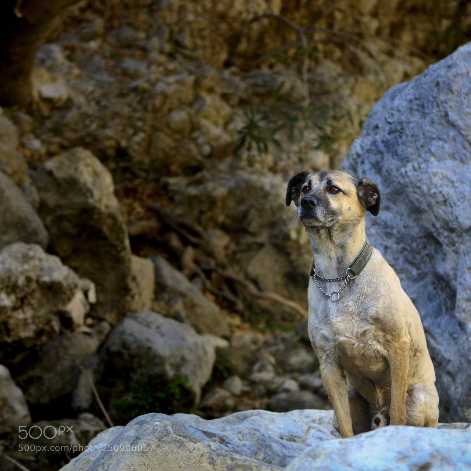 Canon EOS 70D sample photo. ~ soldat ~ photography