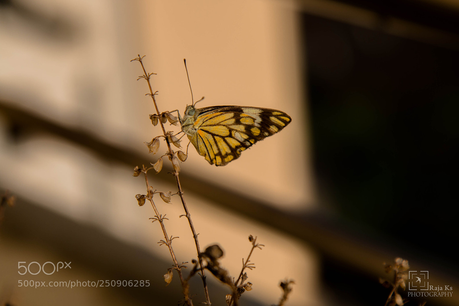 Canon EOS 70D sample photo. Butterfly belenois aurota photography