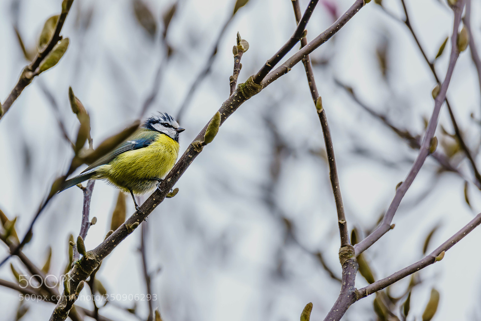 Sony a7R II sample photo. Blue tit photography
