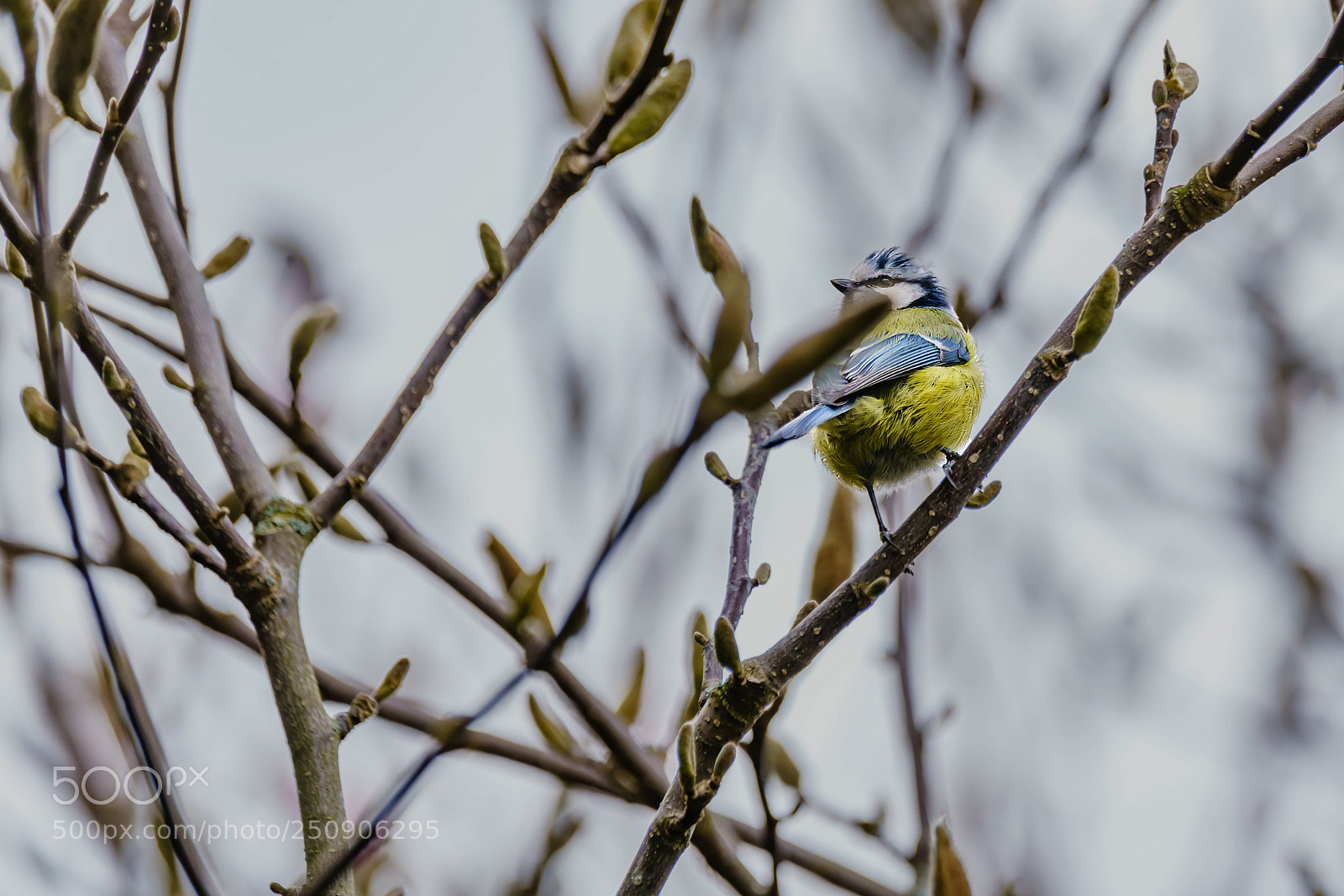 Sony a7R II sample photo. Blue tit photography