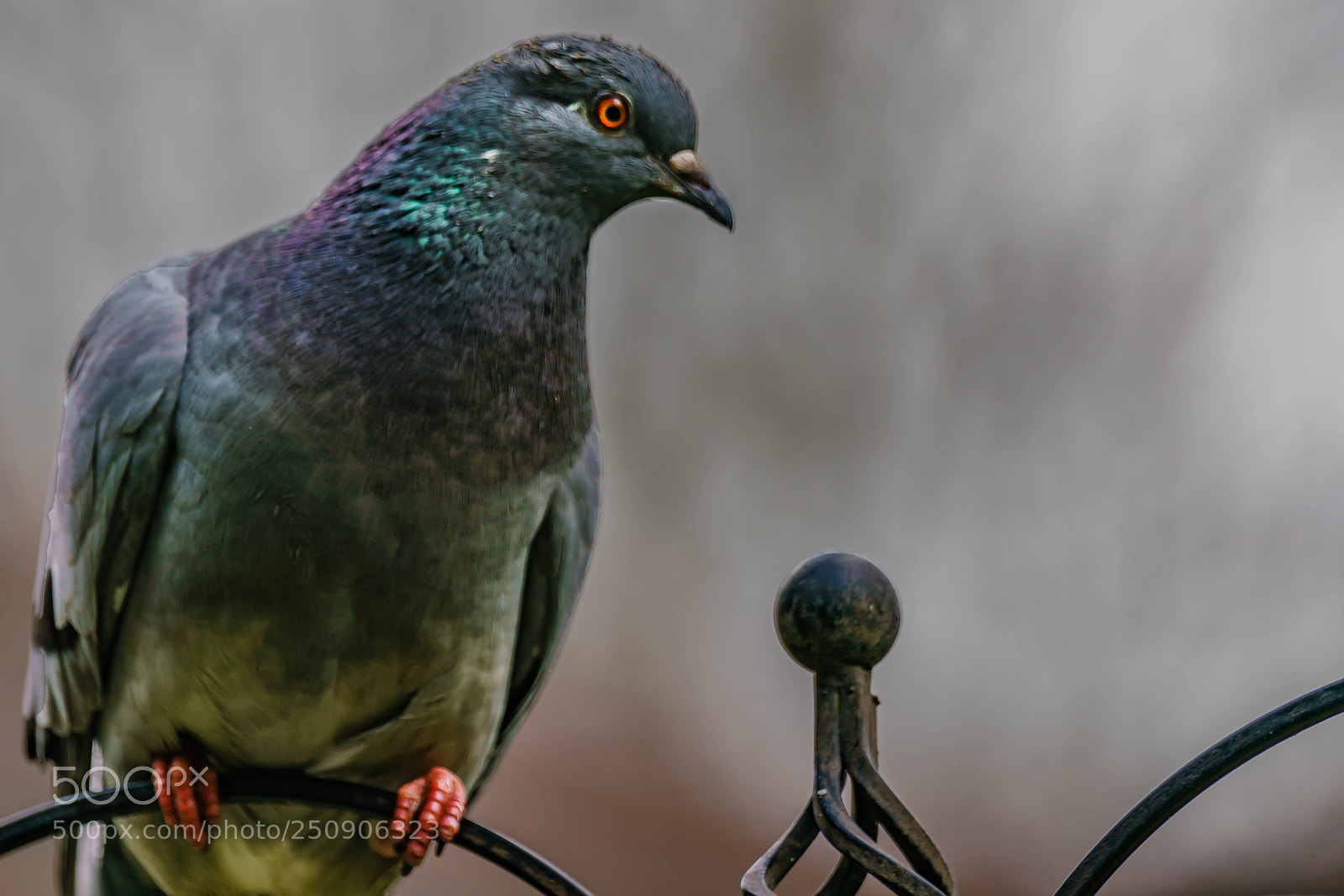 Sony a7R II sample photo. Pidgeon photography