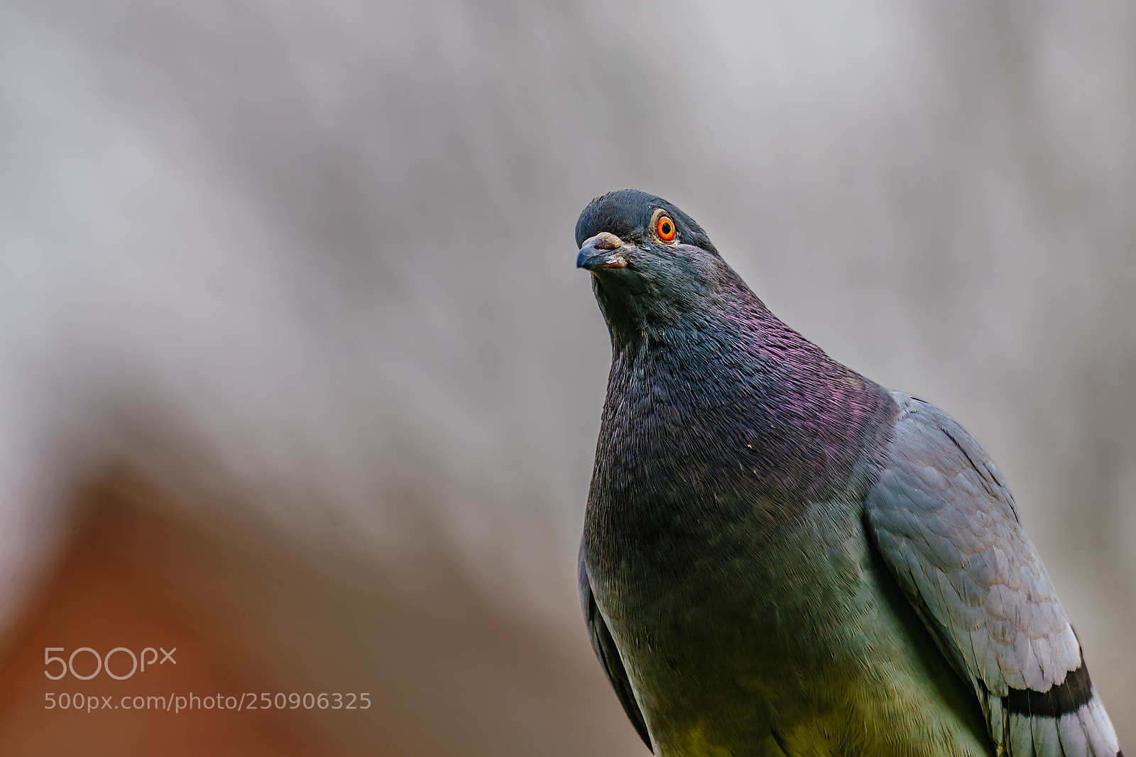 Sony a7R II sample photo. Pidgeon photography