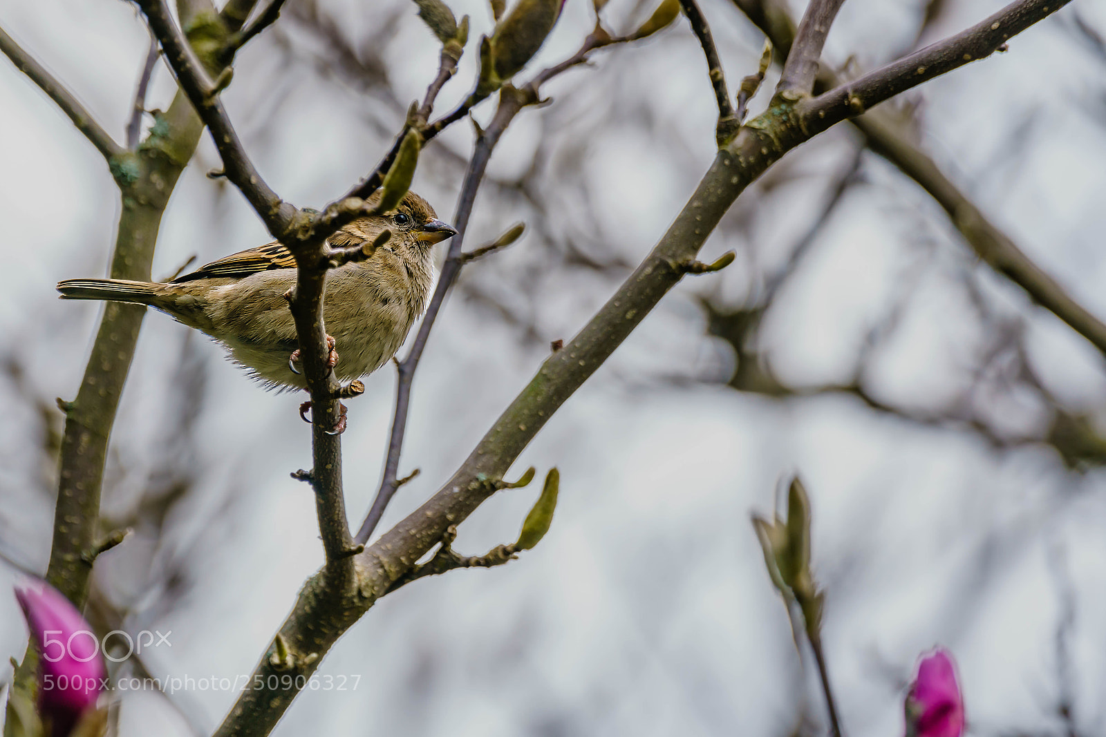 Sony a7R II sample photo. Sparrow photography