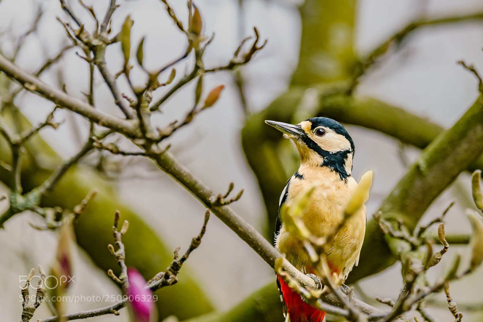Sony a7R II sample photo. Woodpacker photography