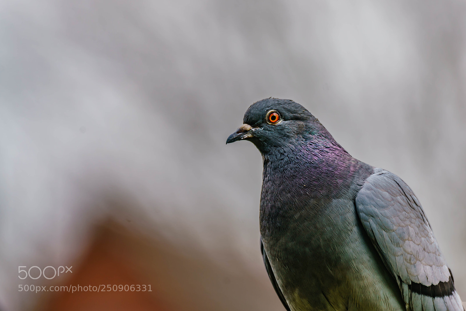 Sony a7R II sample photo. Pidgeon photography