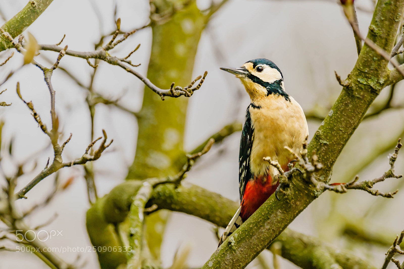 Sony a7R II sample photo. Woodpacker photography
