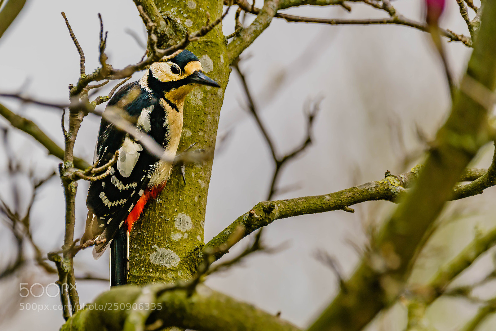 Sony a7R II sample photo. Woodpacker photography