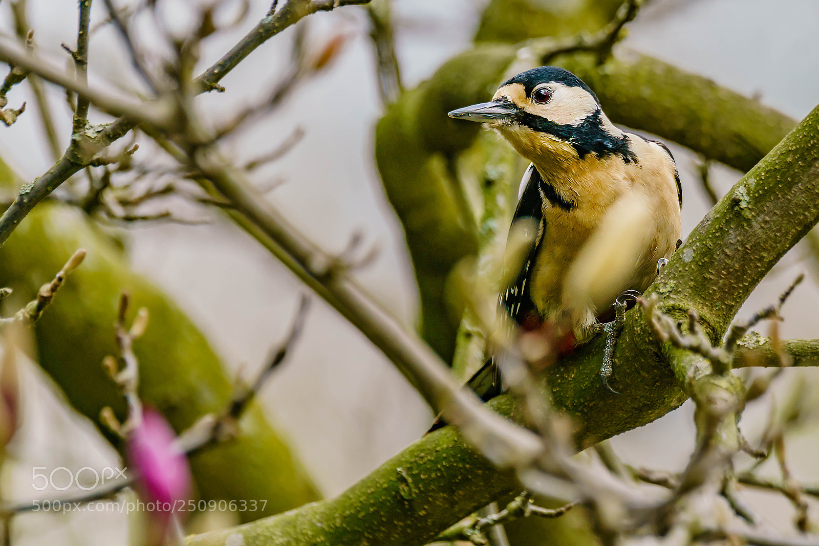 Sony a7R II sample photo. Woodpacker photography
