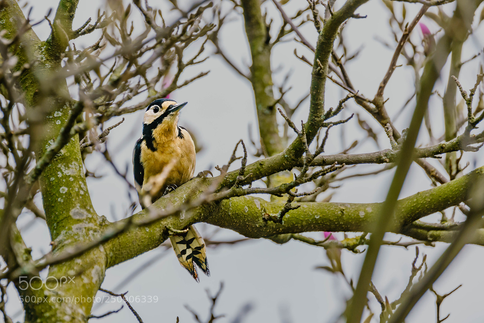 Sony a7R II sample photo. Woodpacker photography