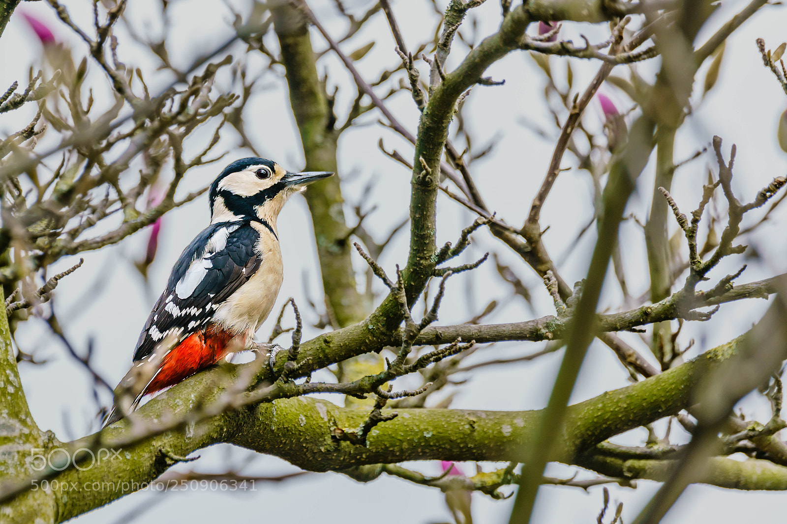 Sony a7R II sample photo. Woodpacker photography