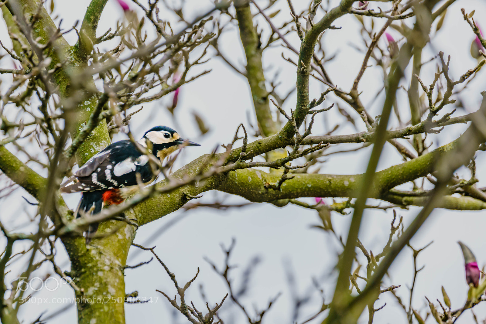 Sony a7R II sample photo. Woodpacker photography
