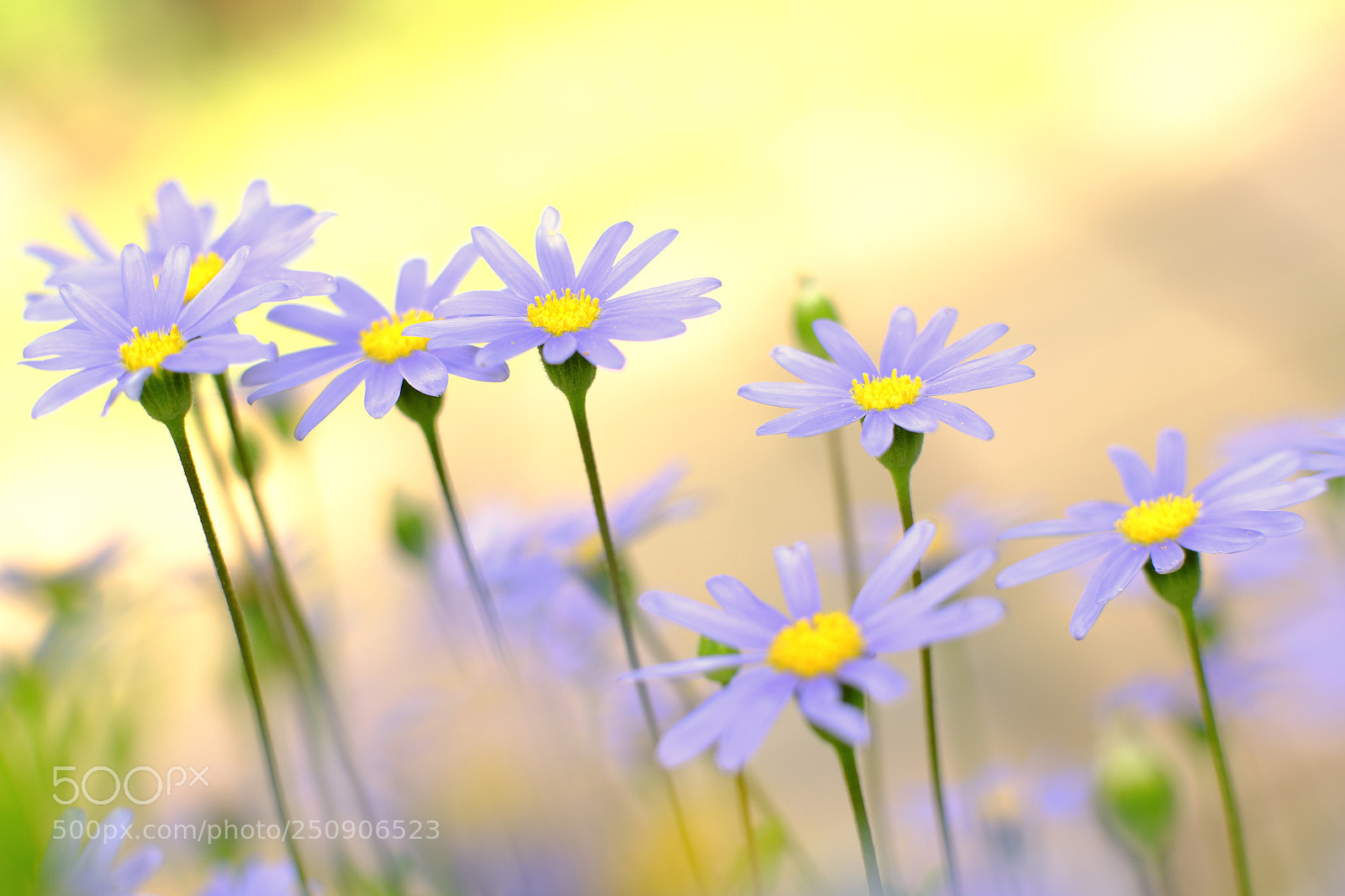 Fujifilm X-E2 sample photo. Blooming photography