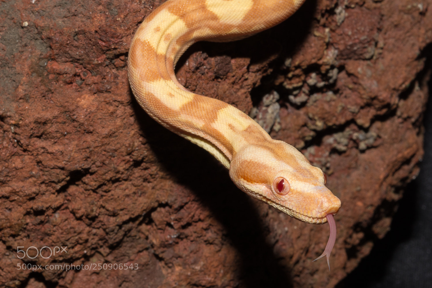 Nikon D7100 sample photo. Sharp tongue photography