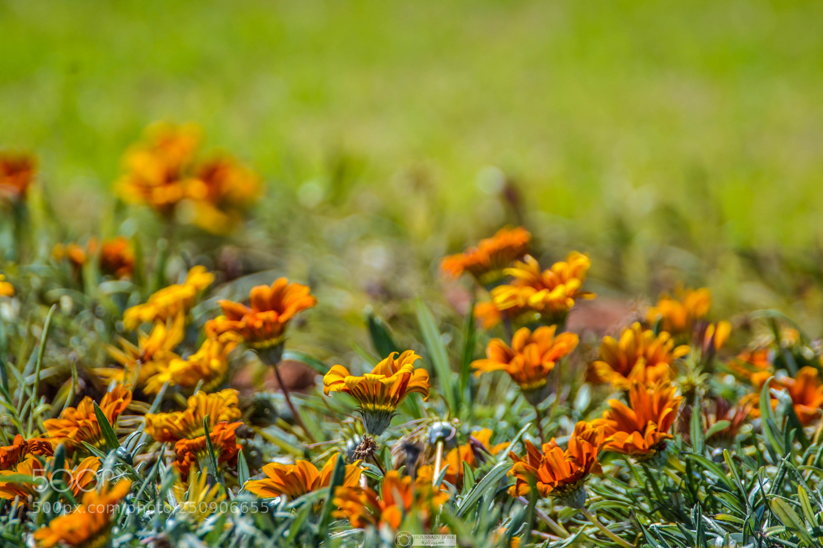 Nikon D3100 sample photo. Spring colors photography