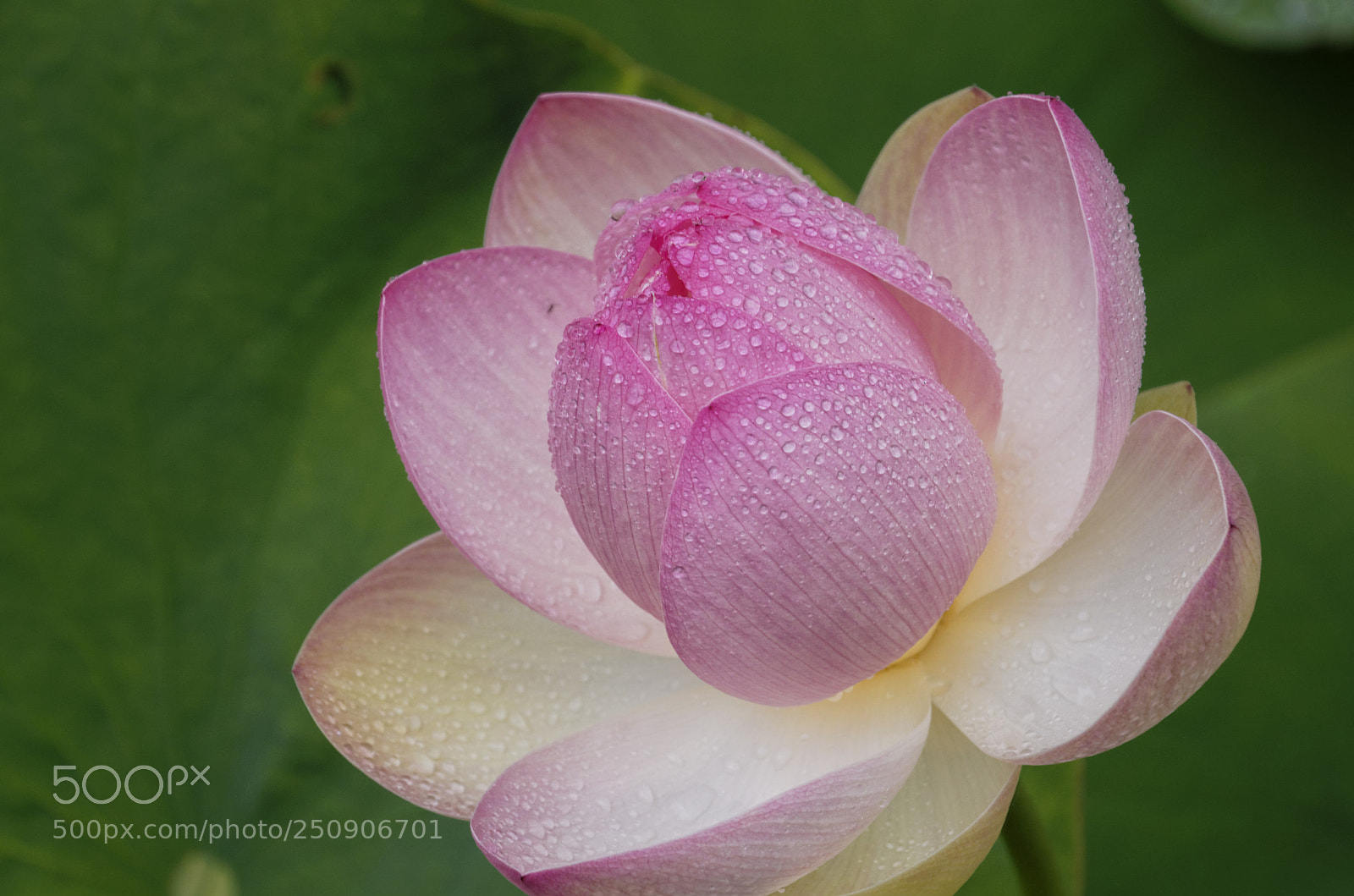 Nikon D5100 sample photo. Lotus beauty photography