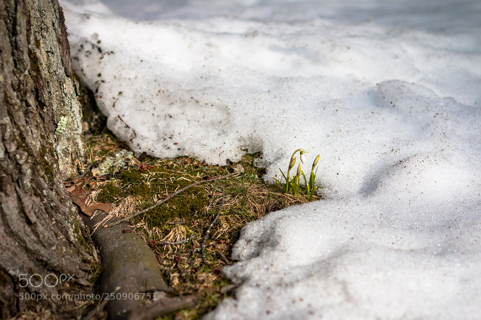 Canon EOS 70D sample photo. The snowdrops photography