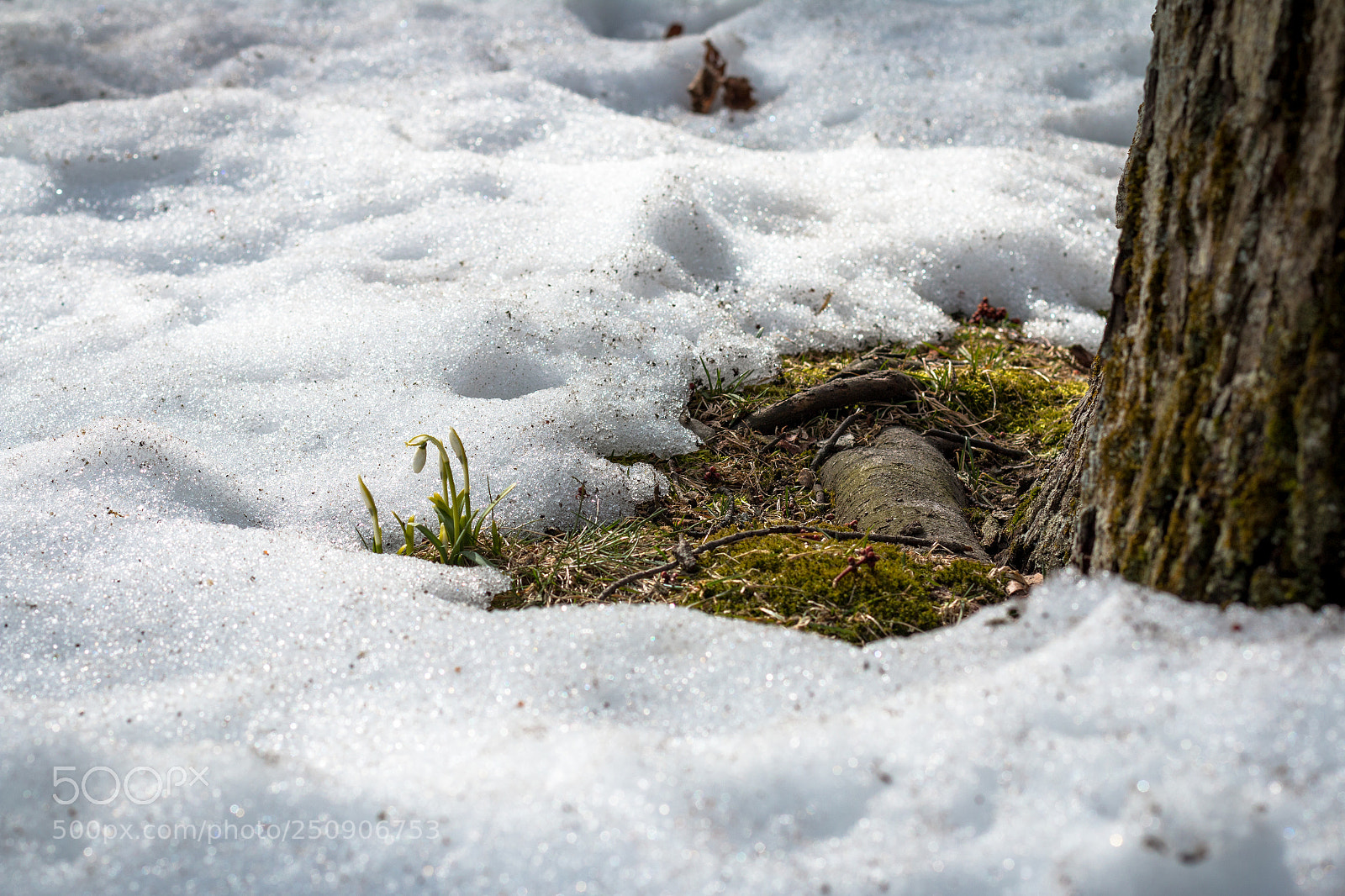 Canon EOS 70D sample photo. The snowdrops photography