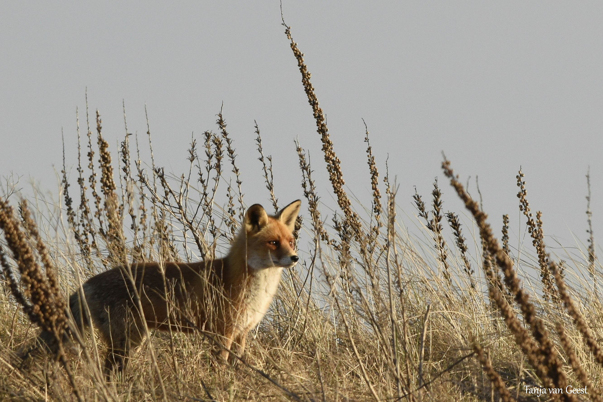 Nikon D5500 + Sigma 150-600mm F5-6.3 DG OS HSM | C sample photo. Red fox in the golden hour photography