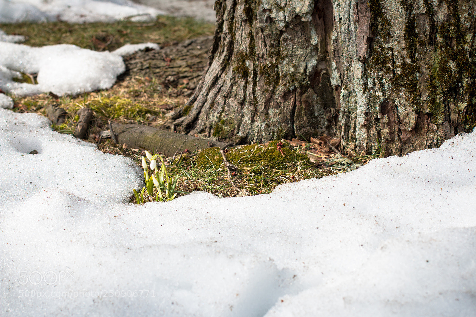 Canon EOS 70D sample photo. The snowdrops photography