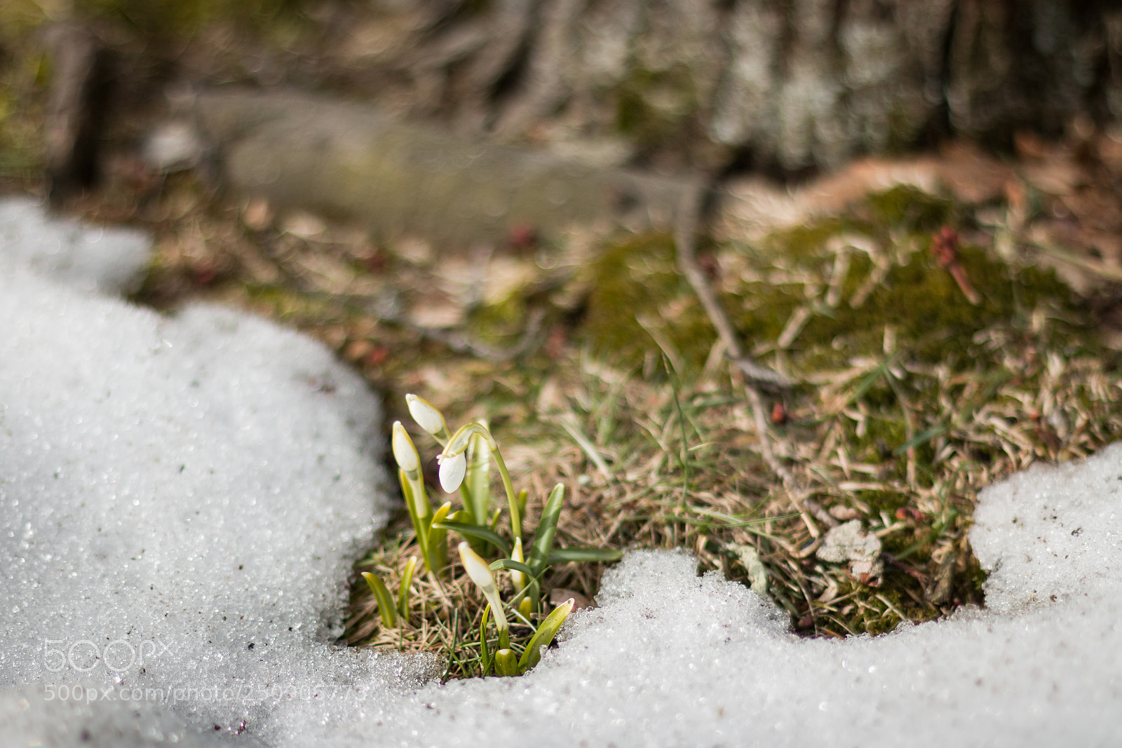 Canon EOS 70D sample photo. The snowdrops photography