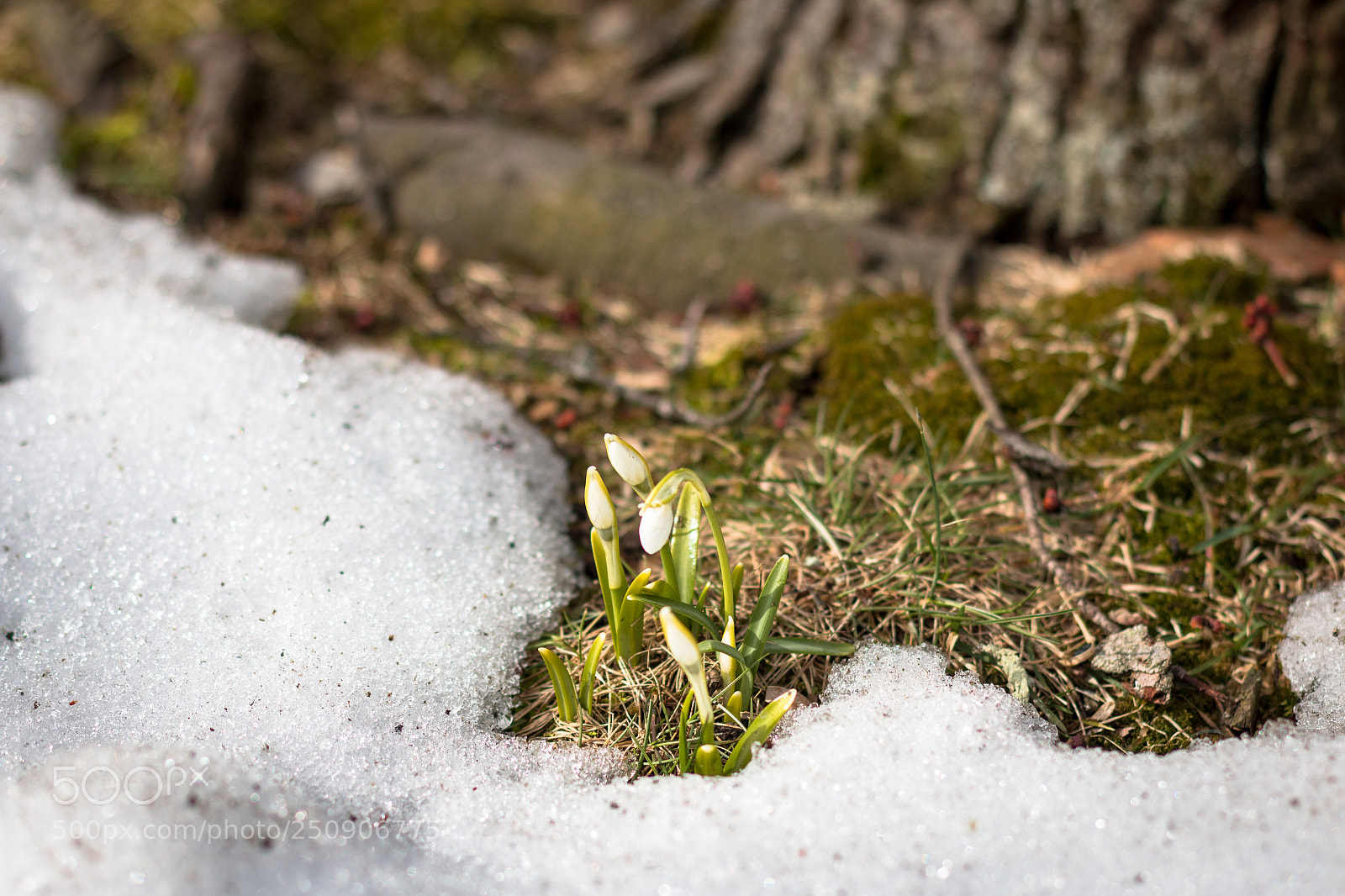 Canon EOS 70D sample photo. The snowdrops photography