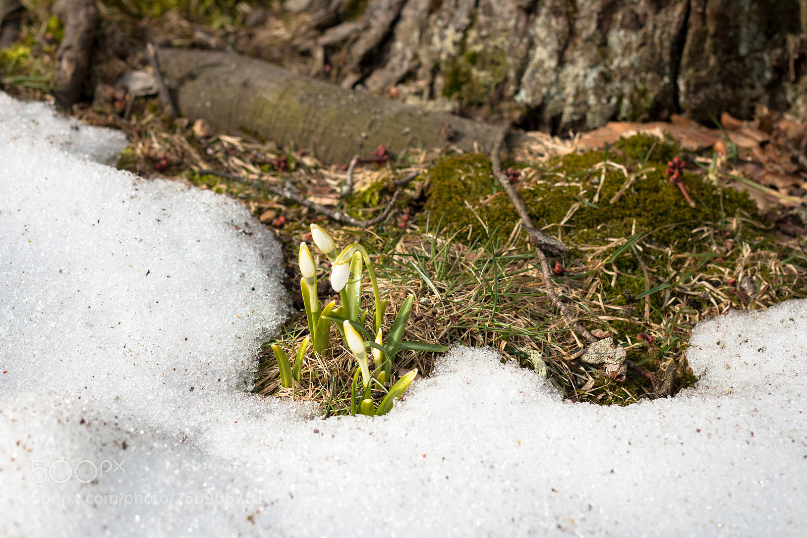 Canon EOS 70D sample photo. The snowdrops photography