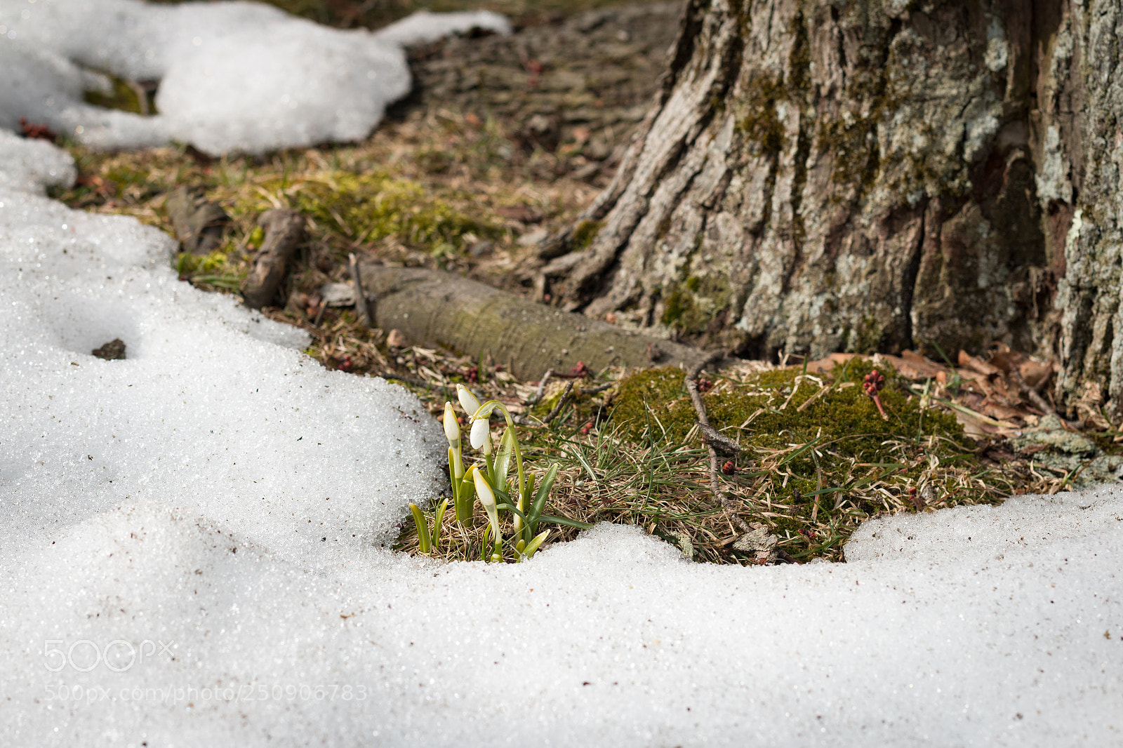 Canon EOS 70D sample photo. The snowdrops photography