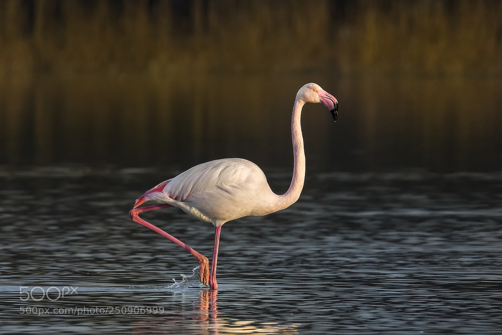 Canon EOS 7D Mark II sample photo. ..greater flamingo.. photography
