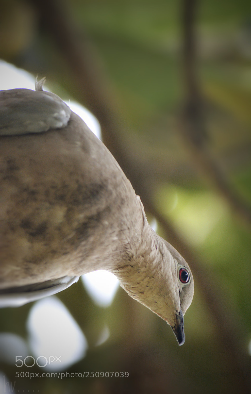 Nikon D7100 sample photo. Turtle dove photography