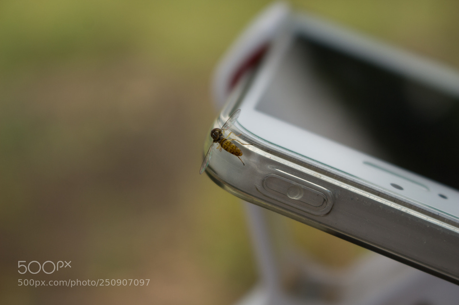 Canon EOS 700D (EOS Rebel T5i / EOS Kiss X7i) sample photo. Fly also contemplates an photography