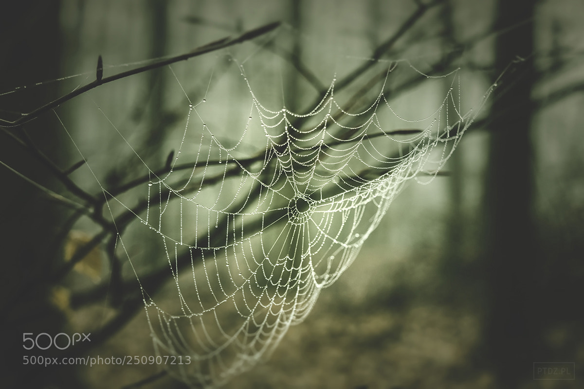 Nikon D5300 sample photo. 025 spider's web photography